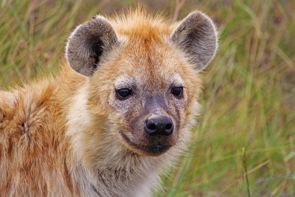 Image of a baby hyena during a game drive at Amboseli National Park, Kenya