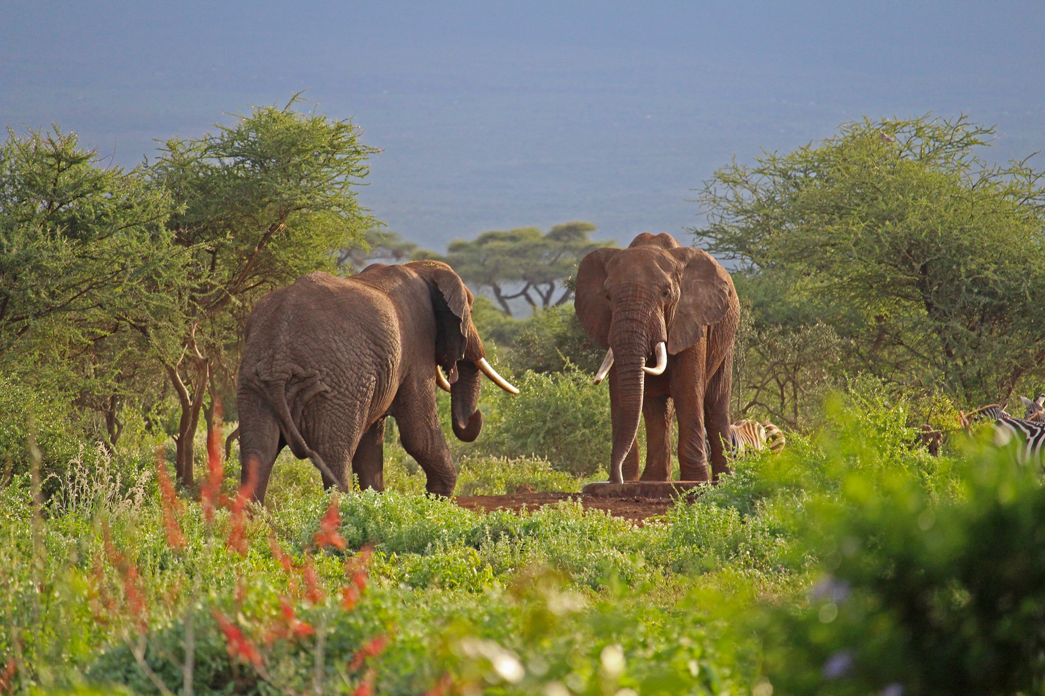 Image of two magnificent elephants and zebras at the waterhole in front of the dining area and camp fire at Tulia Amboseli Safari Camp