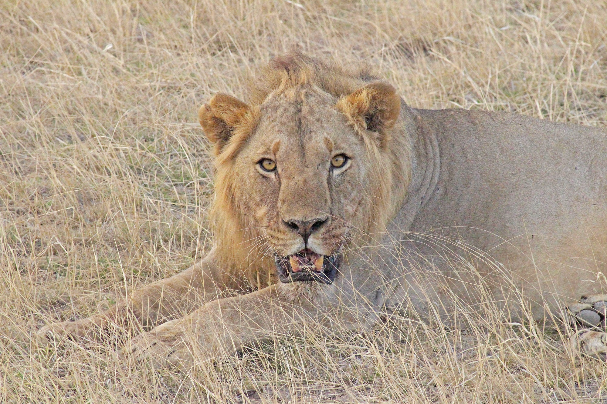 Image of a lion in Amboseli National Park