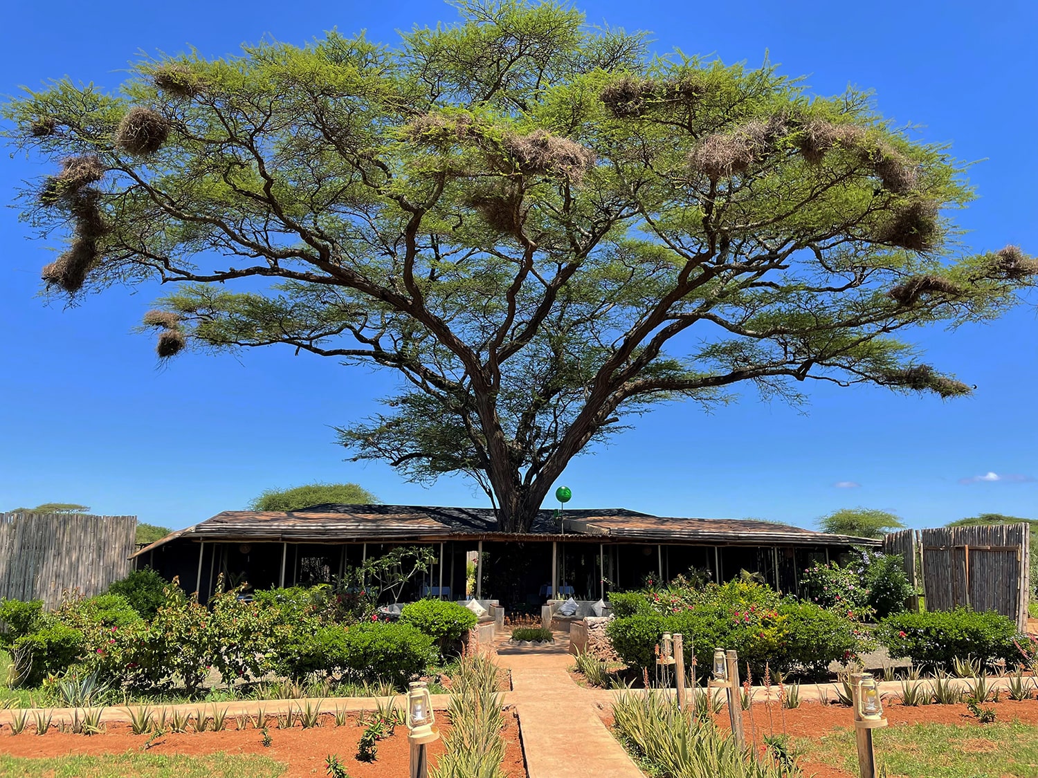 Image of the beautiful acacia tree and the dining and seating area at Tulia Amboseli Safari Camp