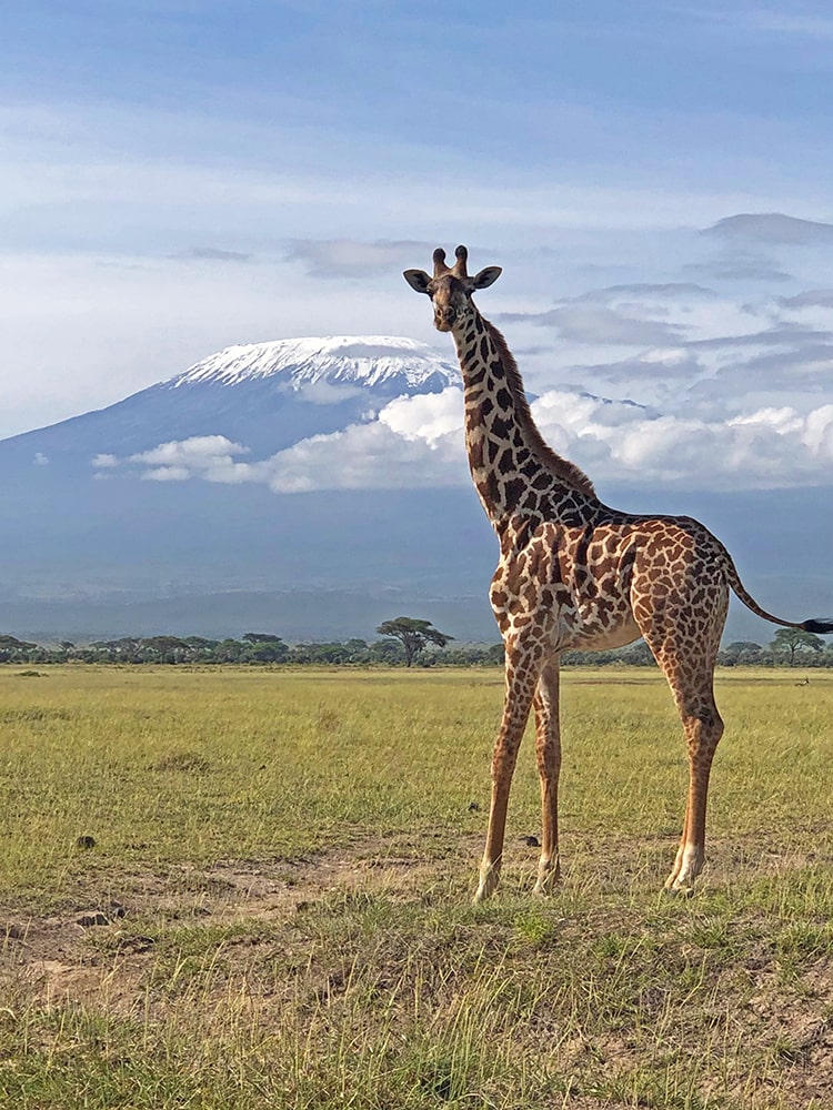 Image of a giraffe in front of Mount Kilimanjaro during a game drive at Amboseli National Park, Kenya